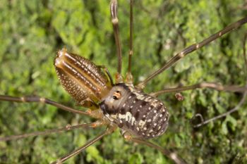 Media type: image;   Invertebrate Zoology 133311